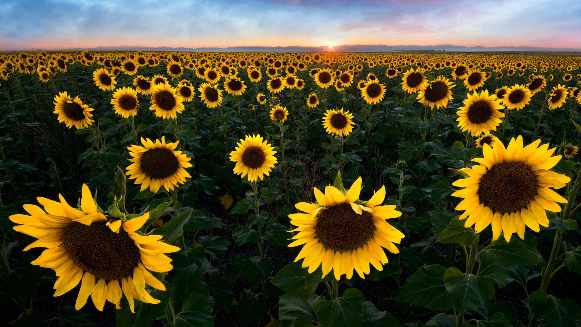 Sunflower fields near Dolna Mitropolia